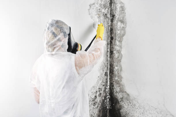 Best Water damage restoration specialists  in USA